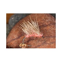 Coral H Hog