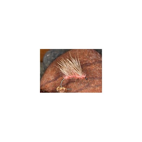 Coral H Hog