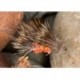 Coral Ice Sedge Hog