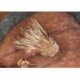 Coral S Hog