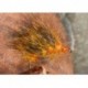 Golden Flame Hedge Hog