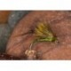 Half Hog Holo Hopper Olive