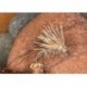 Hares Ear Half Hog Hopper