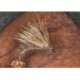 Hares Ear Half Hog