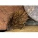 Hares Ear Sedge Hog