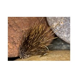 Hares Ear Sedge Hog