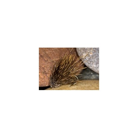 Hares Ear Sedge Hog