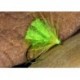 Hot Hog Lime