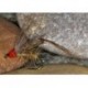Hothead Hares Ear Favourite