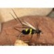 Humble Bumble