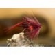 Leggy Claret Bibio