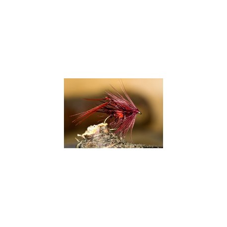 Leggy Claret Bibio