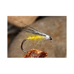 Midge Hog Primrose