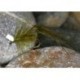 Olive Popper Hopper
