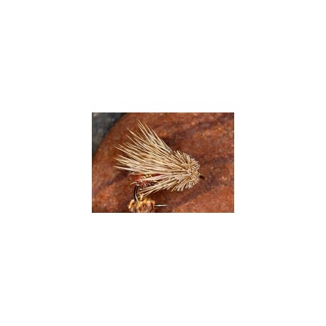 Orange Ice Sedgehog