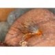 Orange Olive Half Hog Hopper