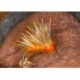 Peach Hedge Hog