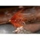 Pulling Hopper Fiery Brown