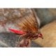 Sedge Hog Fiery Brown