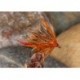 Sedge Hog Orange Olive