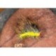 Strag Hog Gold Olive