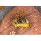 Strag Hog Orange