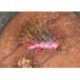 Uv Coral Stragglehog