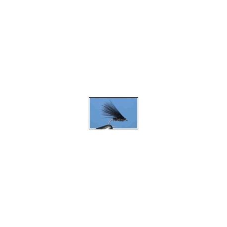 Cormorant Black
