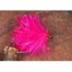 Fab Int Pink