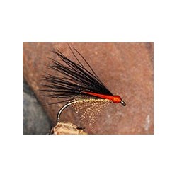Pseudo Corm Brown