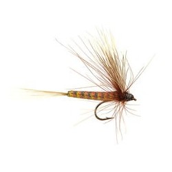 CDC Brown