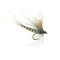 CDC Grey