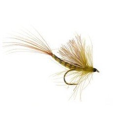 CDC Olive
