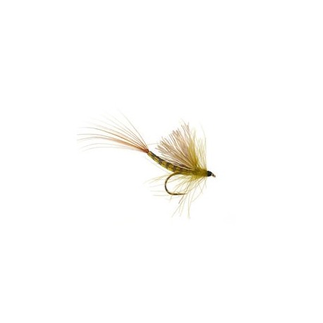 CDC Olive