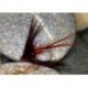Claret mayfly