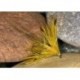 Corrib yellow
