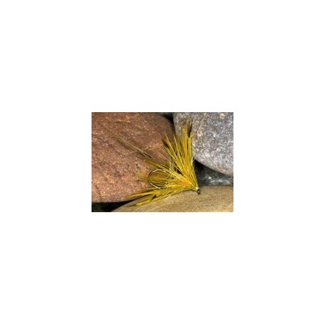 Corrib yellow