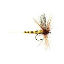 Danica Sp