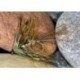 Green mayfly