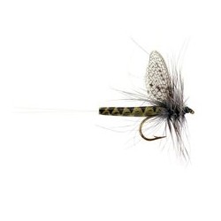 Grey Drake
