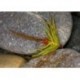 Mcgowans Mayfly