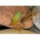 Munns emerging may