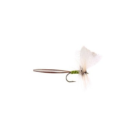 Olive Drake W
