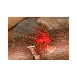 Orange mayfly