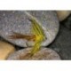 Picric Mayfly