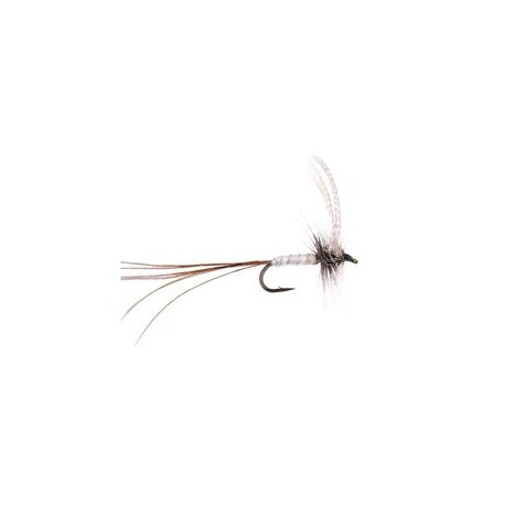 White Long Tailed Mayfly