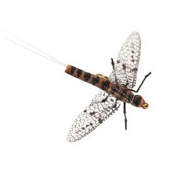 X True Brown Drake
