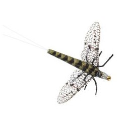 X True Grey Drake