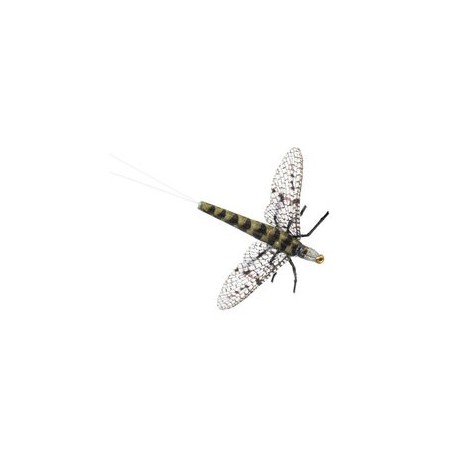 X True Grey Drake