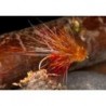Dabbler Muddler Fiery Brown